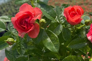 十大公認香氣最好月季排名榜